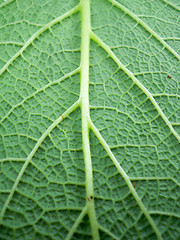 Image showing Leaf of a plant close up