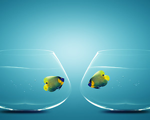 Image showing Two Angelfish in Two bowls