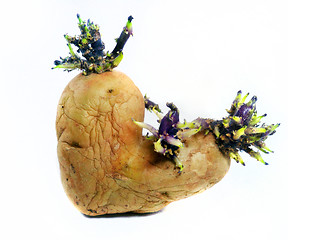 Image showing potato sprouts