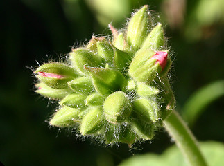 Image showing geranium flower head