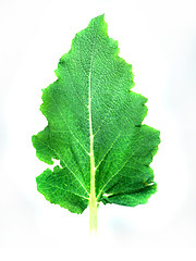 Image showing Leaf of a plant close up