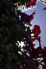 Image showing Framed Flowers in Sihoutte