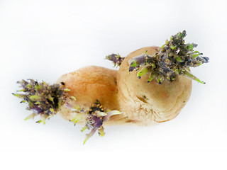 Image showing potato sprouts