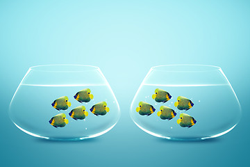 Image showing Two group of Enemies angelfish in two fishbowls