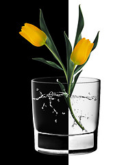 Image showing Yellow Tulips and Water glass 