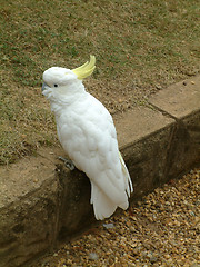 Image showing cockateel