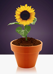 Image showing sunflower in garden pot