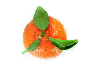 Image showing Fresh Tangerine 