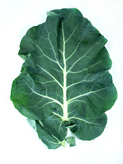Image showing leaf of  a broccoli