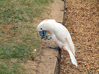 Image showing parrot eating