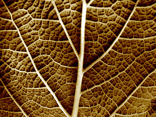 Image showing Dry leaf of a plant close up