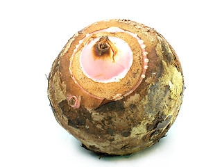 Image showing Taro Root 