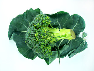 Image showing leaf of  a broccoli