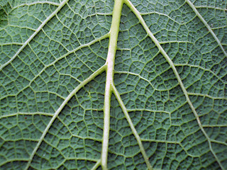 Image showing Leaf of a plant close up