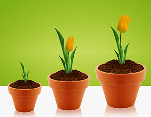 Image showing Yellow Tulips growing