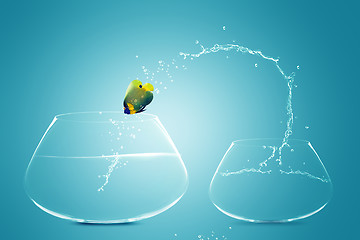 Image showing Anglefish jumping to Big bowl