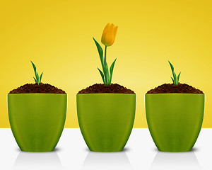 Image showing Yellow Tulips growing