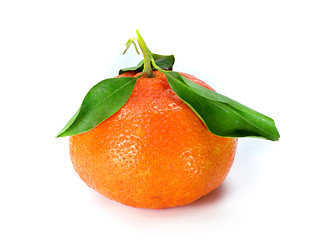 Image showing Fresh Tangerine 