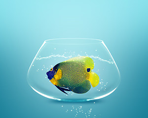 Image showing angelfish in small bowl