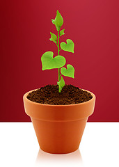 Image showing heart shaped leaves