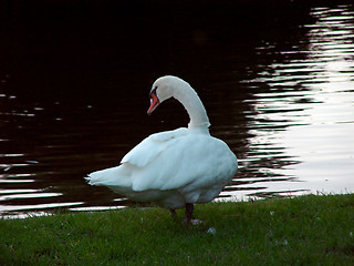 Image showing Swan Contemplating Water