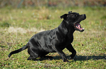 Image showing yawning stafforsdshire bull terrier