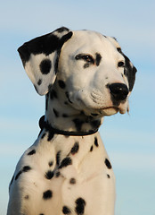 Image showing dalmatian puppy