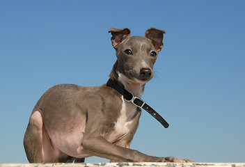 Image showing puppy purebred italian greyhound