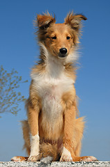 Image showing puppy shetland sheepdog