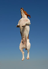 Image showing jumping jack russel terrier