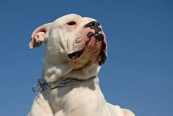 Image showing American bulldog