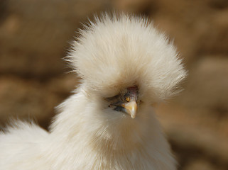 Image showing silkie chicken