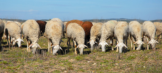 Image showing herd of sheeps