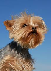 Image showing yorkshire terrier