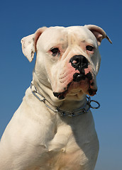 Image showing American bulldog