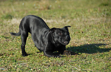 Image showing playing stafforsdshire bull terrier