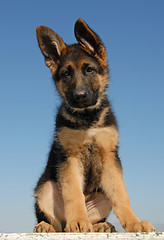 Image showing puppy german shepherd