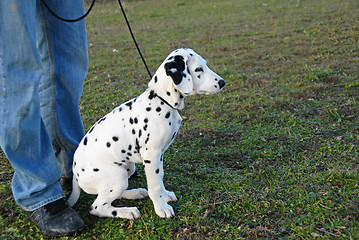 Image showing puppy dalmatian