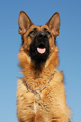 Image showing german shepherd