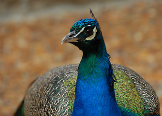 Image showing peacock