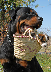 Image showing rottweiler and puppy