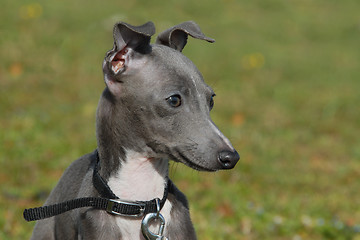 Image showing puppy italian greyhound