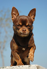 Image showing brown chihuahua