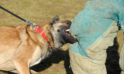 Image showing training of a police dog