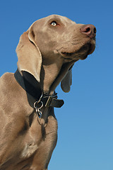 Image showing Weimaraner