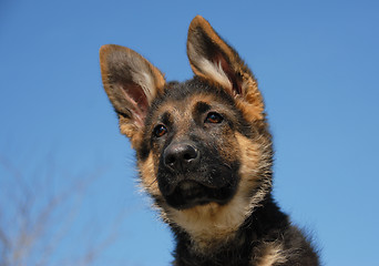 Image showing puppy german shepherd