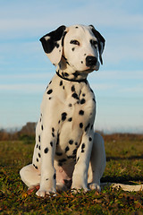 Image showing dalmatian puppy