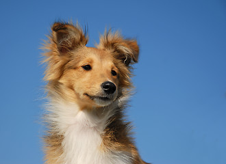 Image showing puppy shetland sheepdog