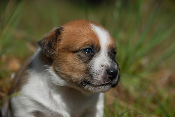 Image showing young puppy jack russel terrier