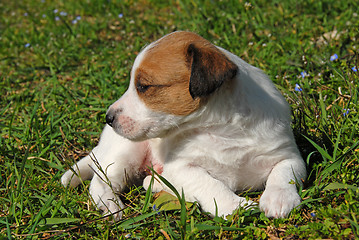 Image showing puppy jack russel terrier